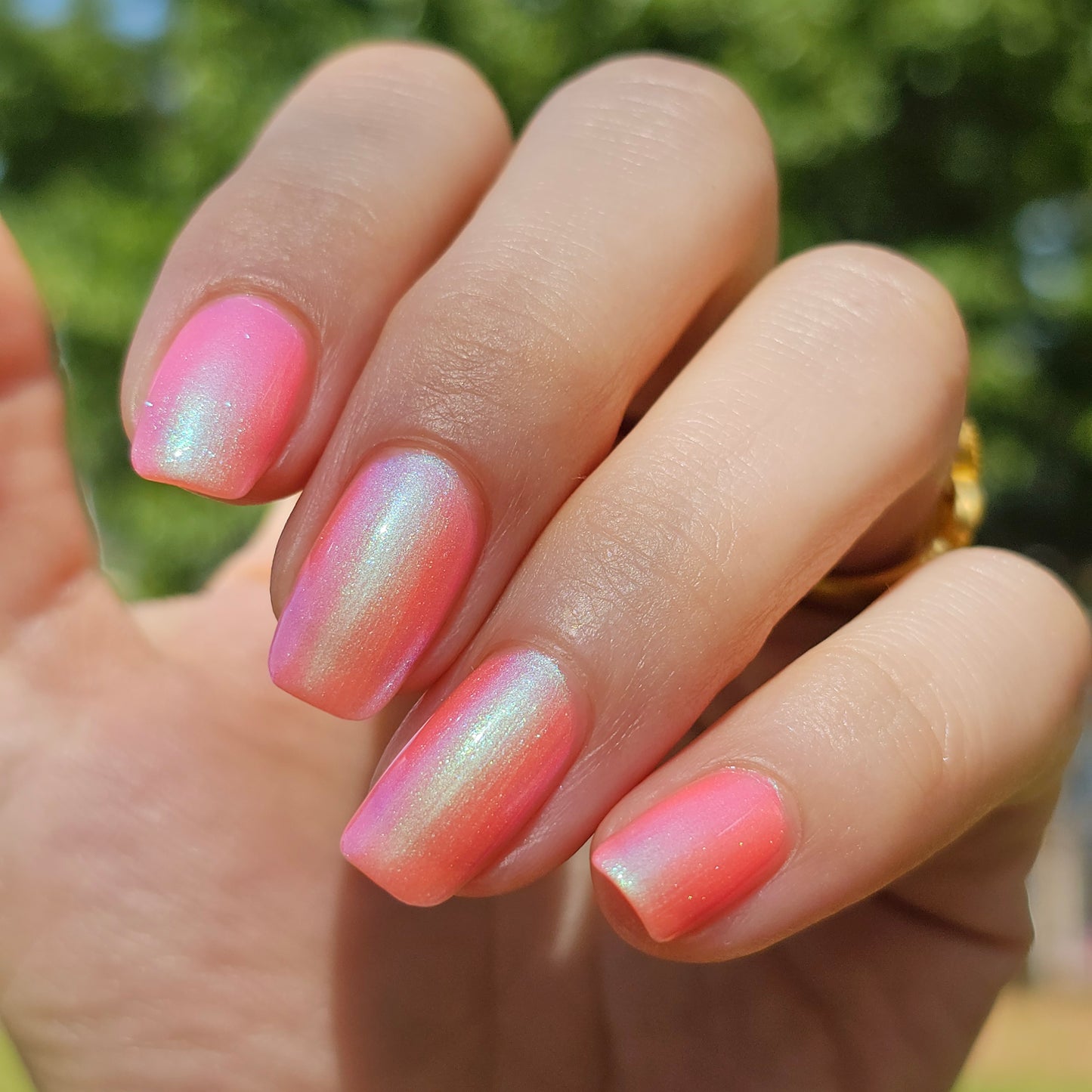 Sun Seeker