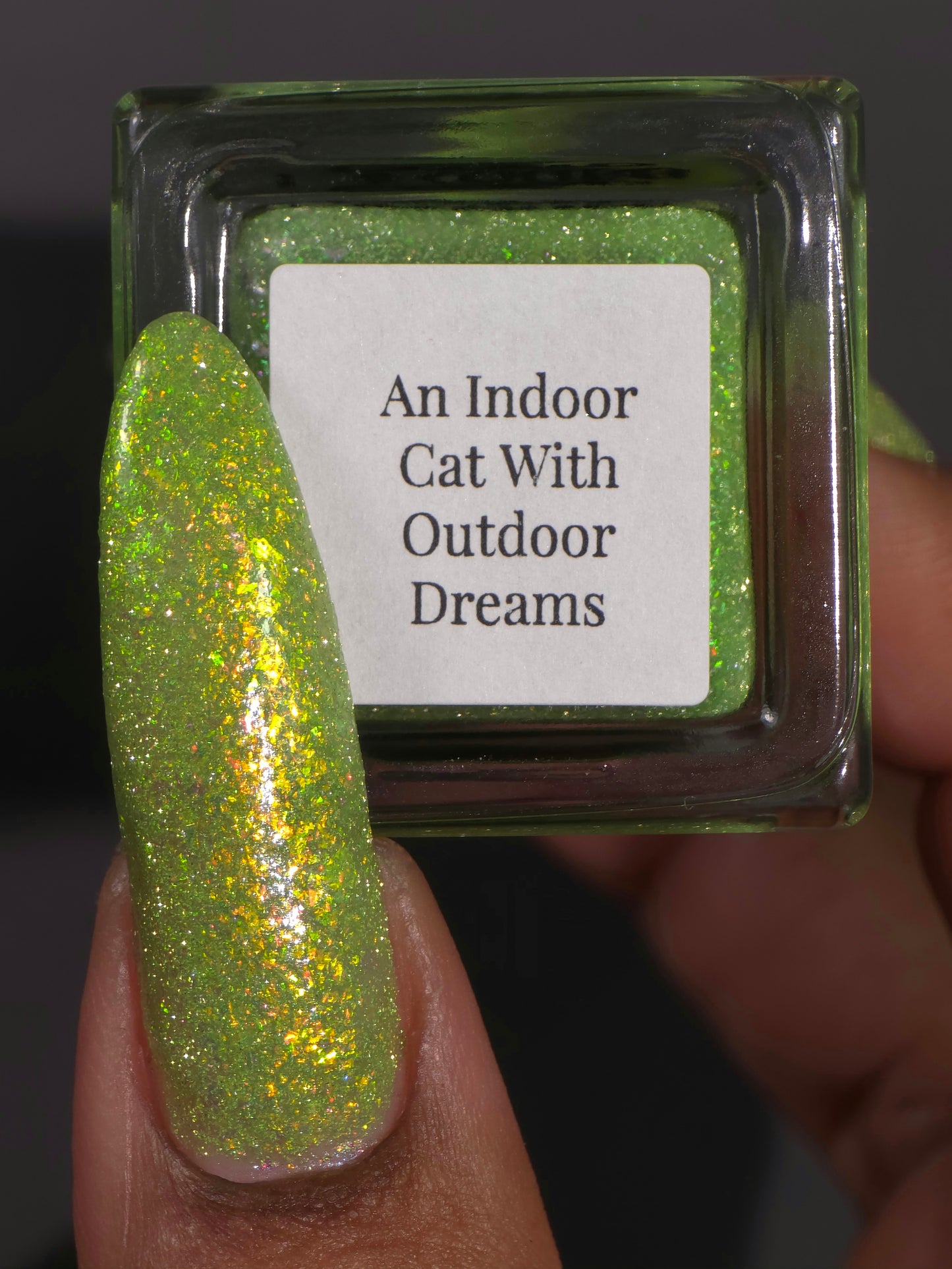 An Indoor Cat With Outdoor Dreams