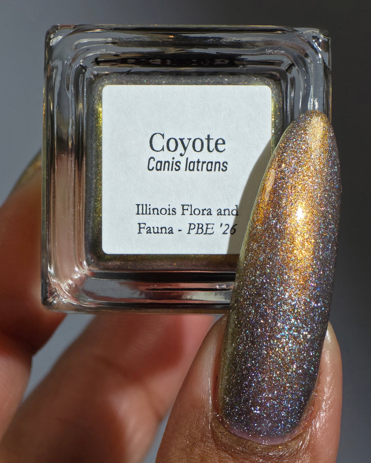 Coyote (PBE Exclusive--Limited Edition)