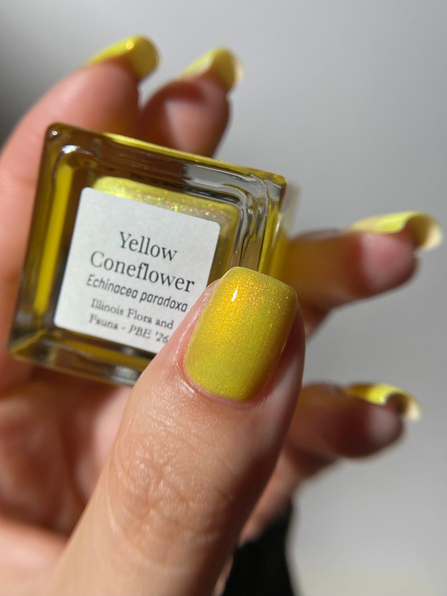 Yellow Coneflower (PBE Exclusive--Limtied Edition)
