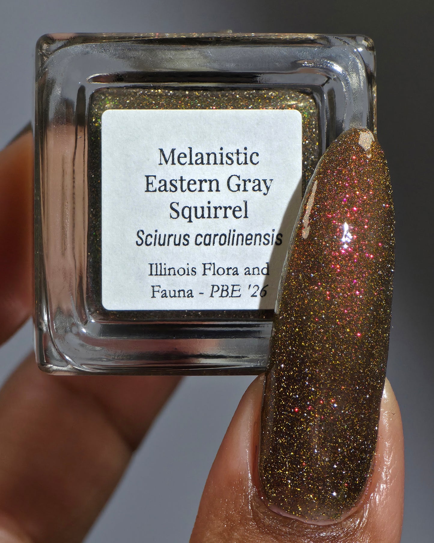 Melanistic Eastern Gray Squirrel (PBE Exclusive--Limited Edition)