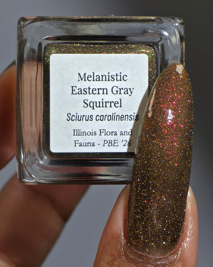 Melanistic Eastern Gray Squirrel (PBE Exclusive--Limited Edition)